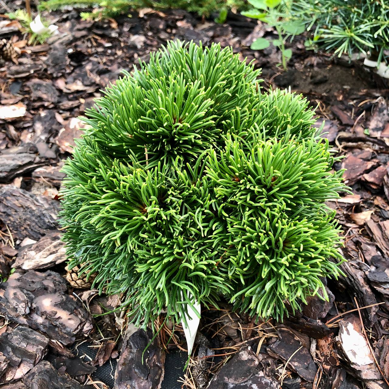 Pinus mugo 'Michelle'