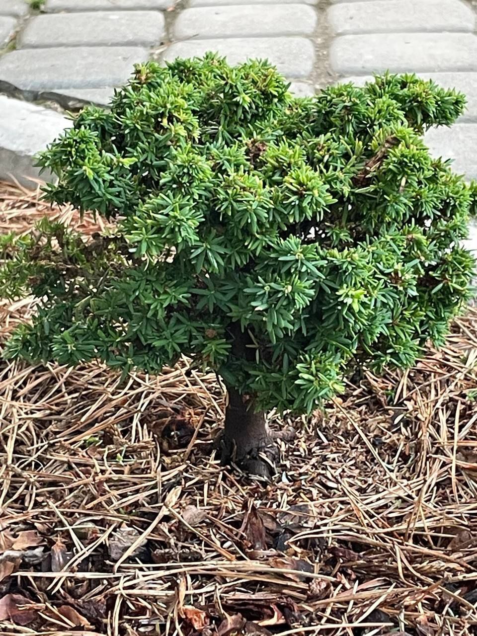 Tsuga canadensis 'Minuta'