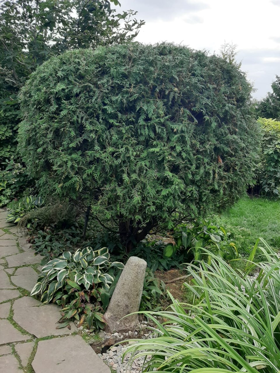 Thuja occidentalis 'Globosa'
