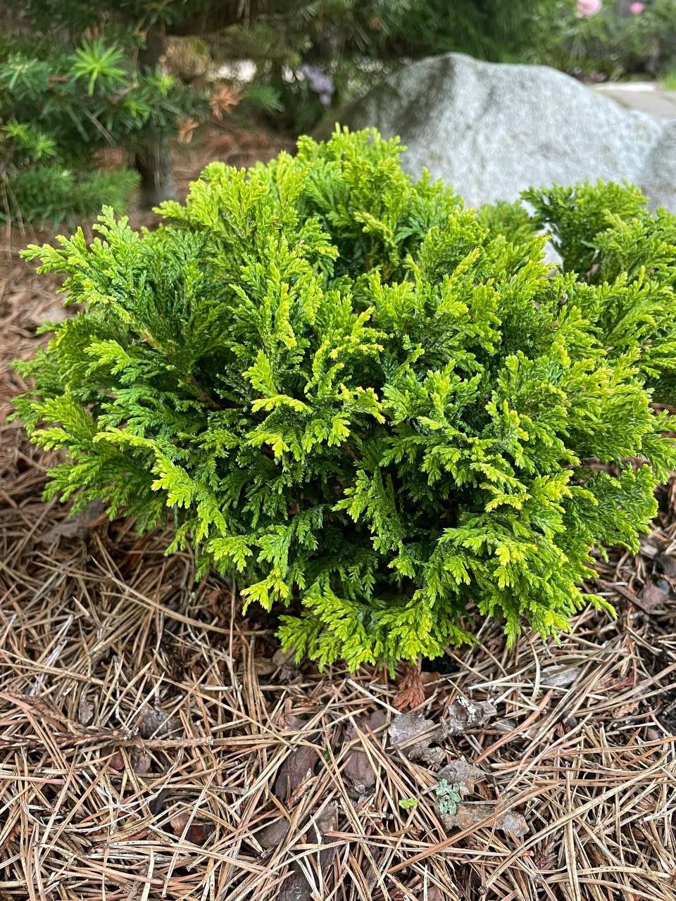 Chamaecyparis pisifera 'Nana Bergs'