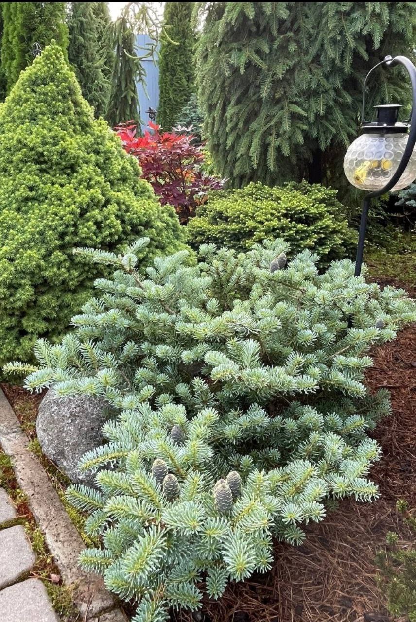 Abies koreana 'Schwedenkonig'