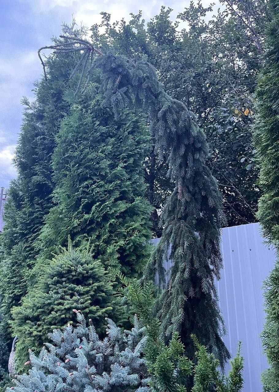 Picea omorika 'Pendula Kuck'