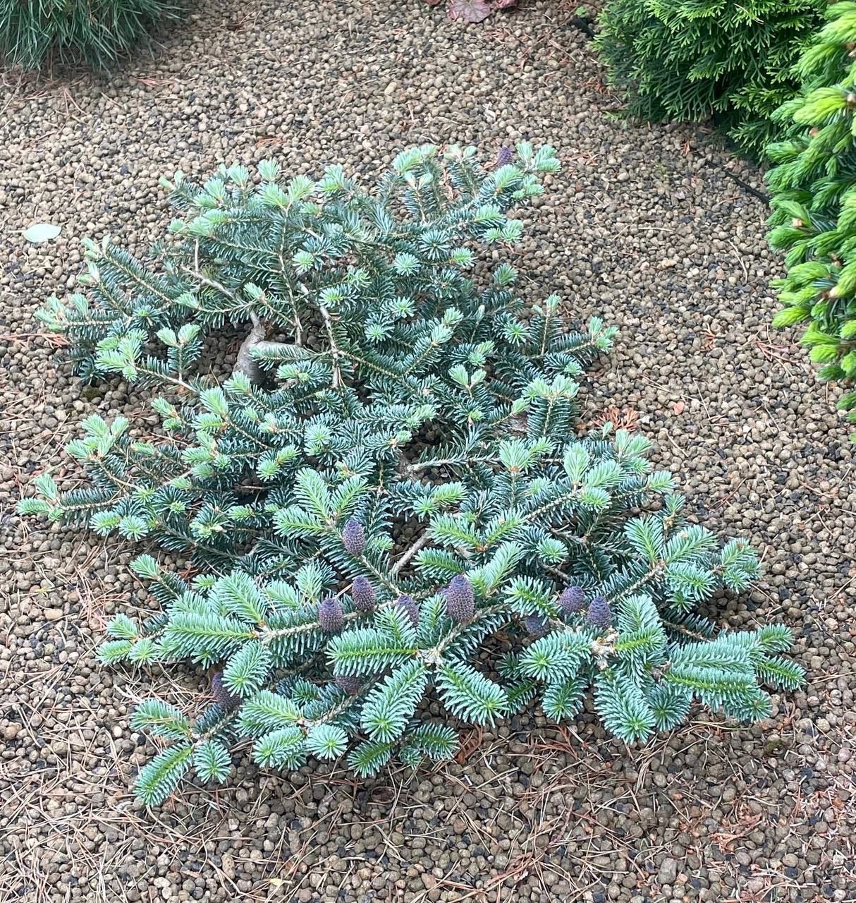 Abies koreana 'Bonsai Blue'