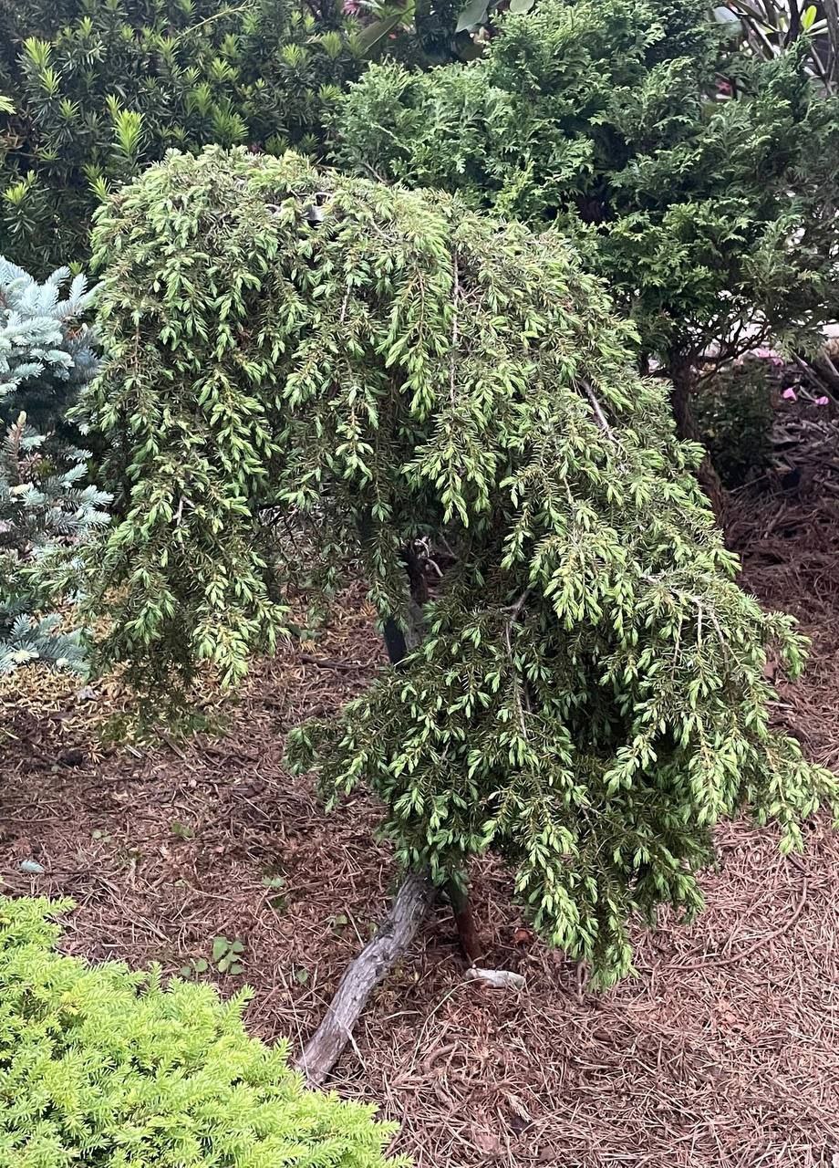 Juniperus communis 'Corielagan'