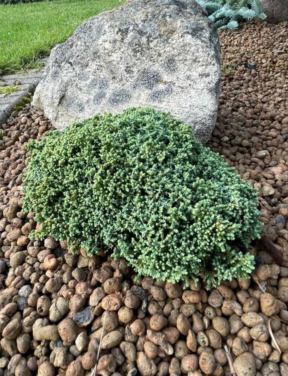 Juniperus horizontalis 'Neumann'