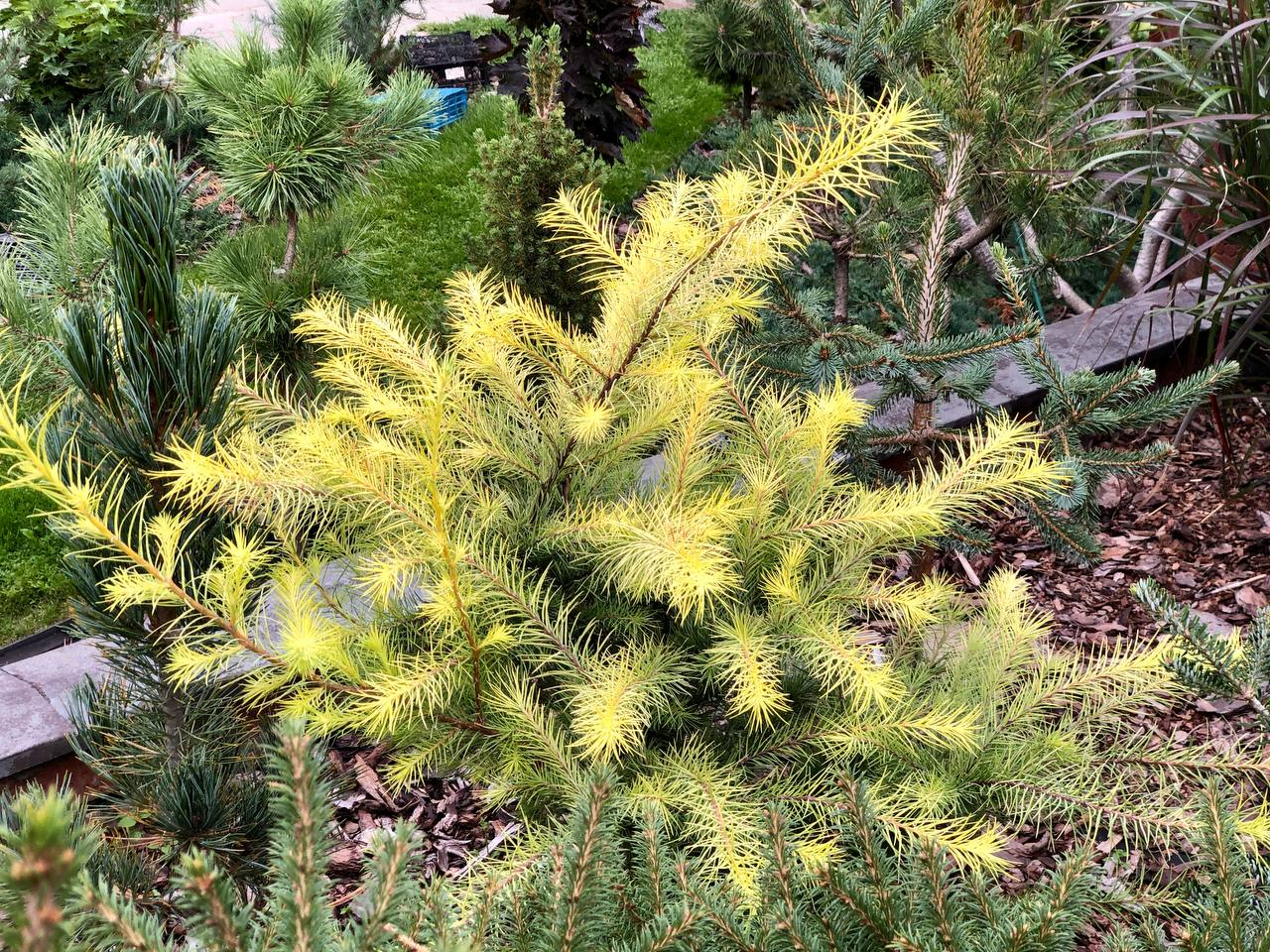 Larix kaempferi 'Magic Gold'
