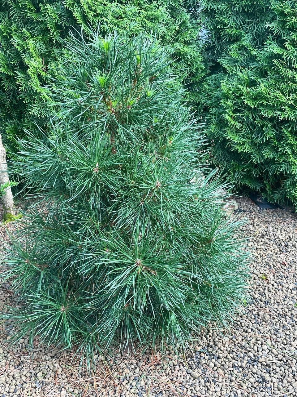 Pinus sylvestris 'Green Penguin'