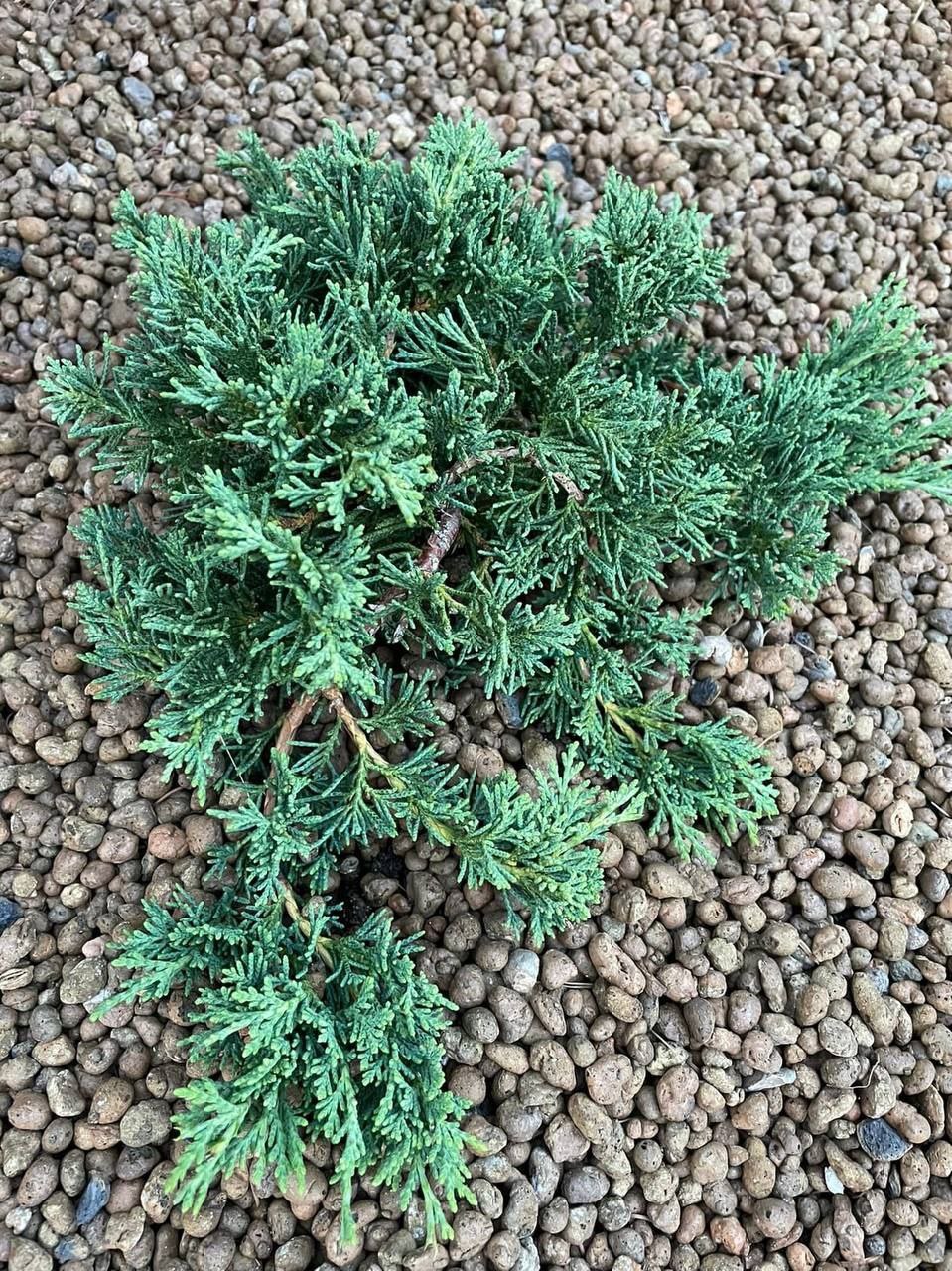 Juniperus horizontalis 'Neumann-Select'