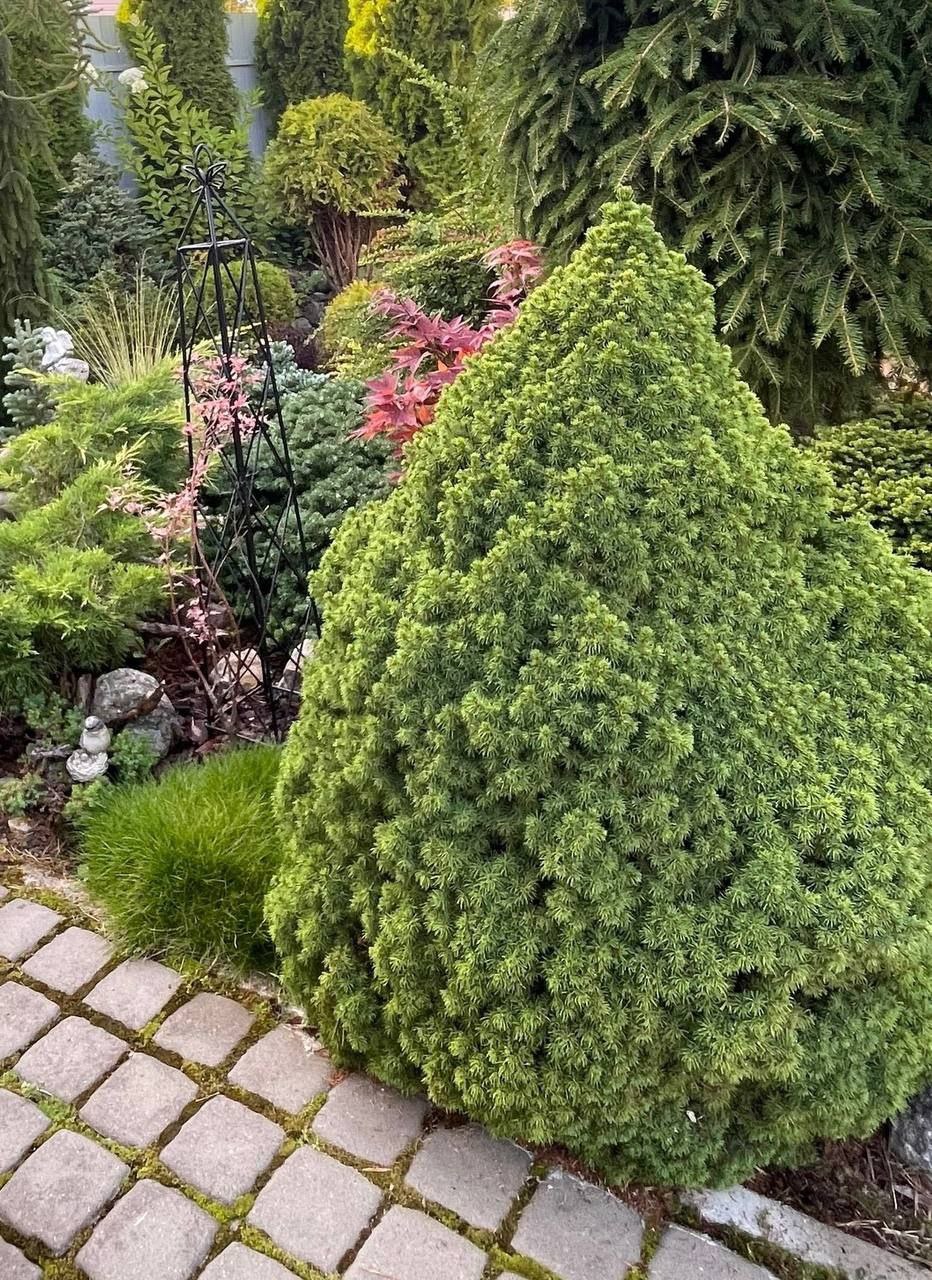 Picea glauca 'Alberta Globe'