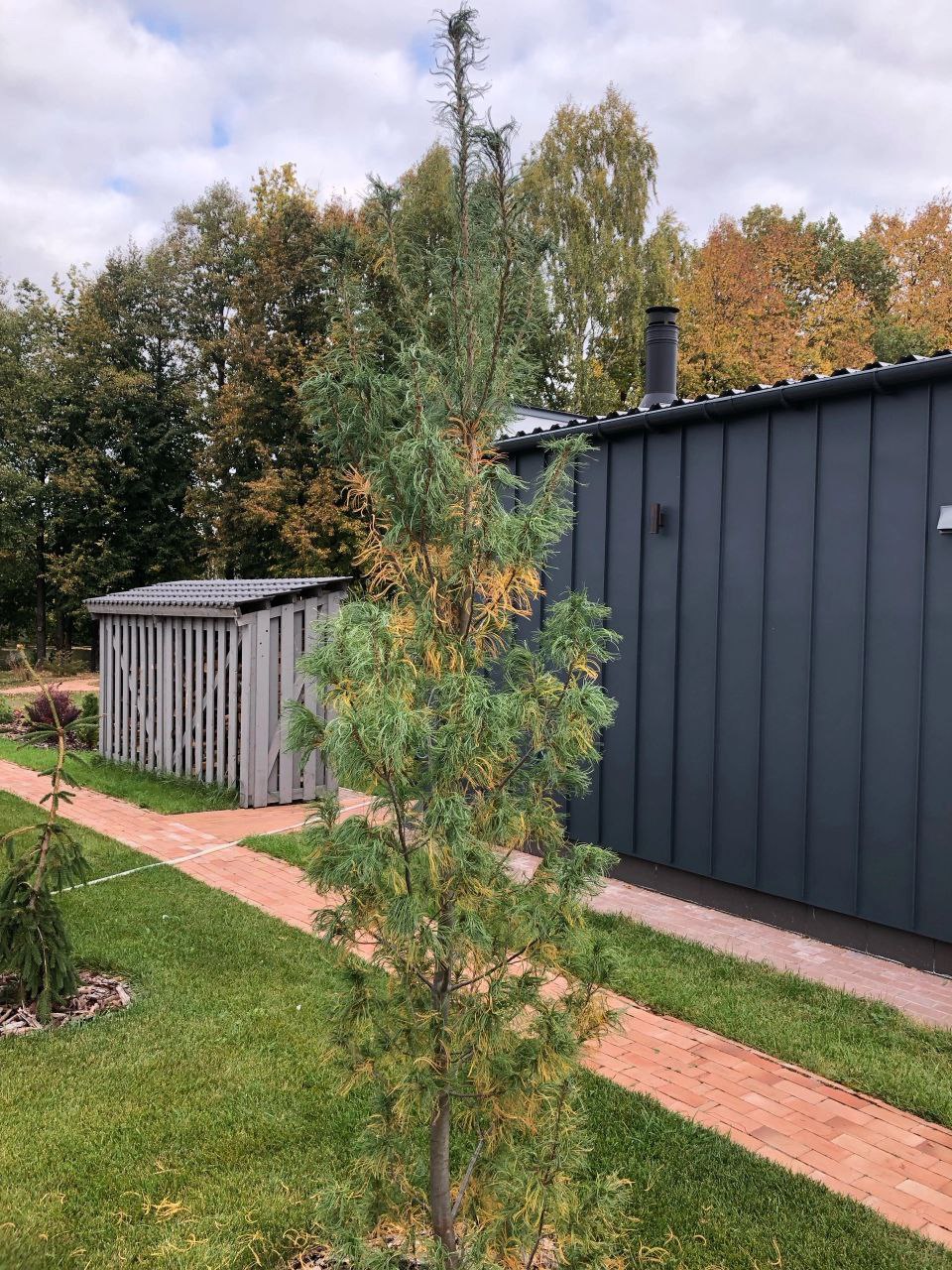 Pinus strobus 'Torulosa'