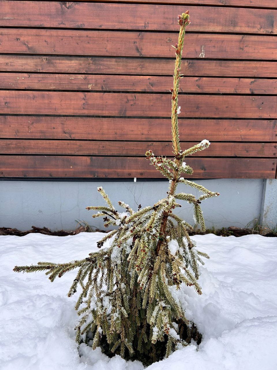 Picea abies 'Silver Star'