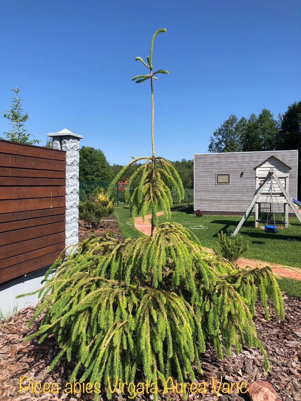 Picea abies 'Virgata Aurea Vanc'