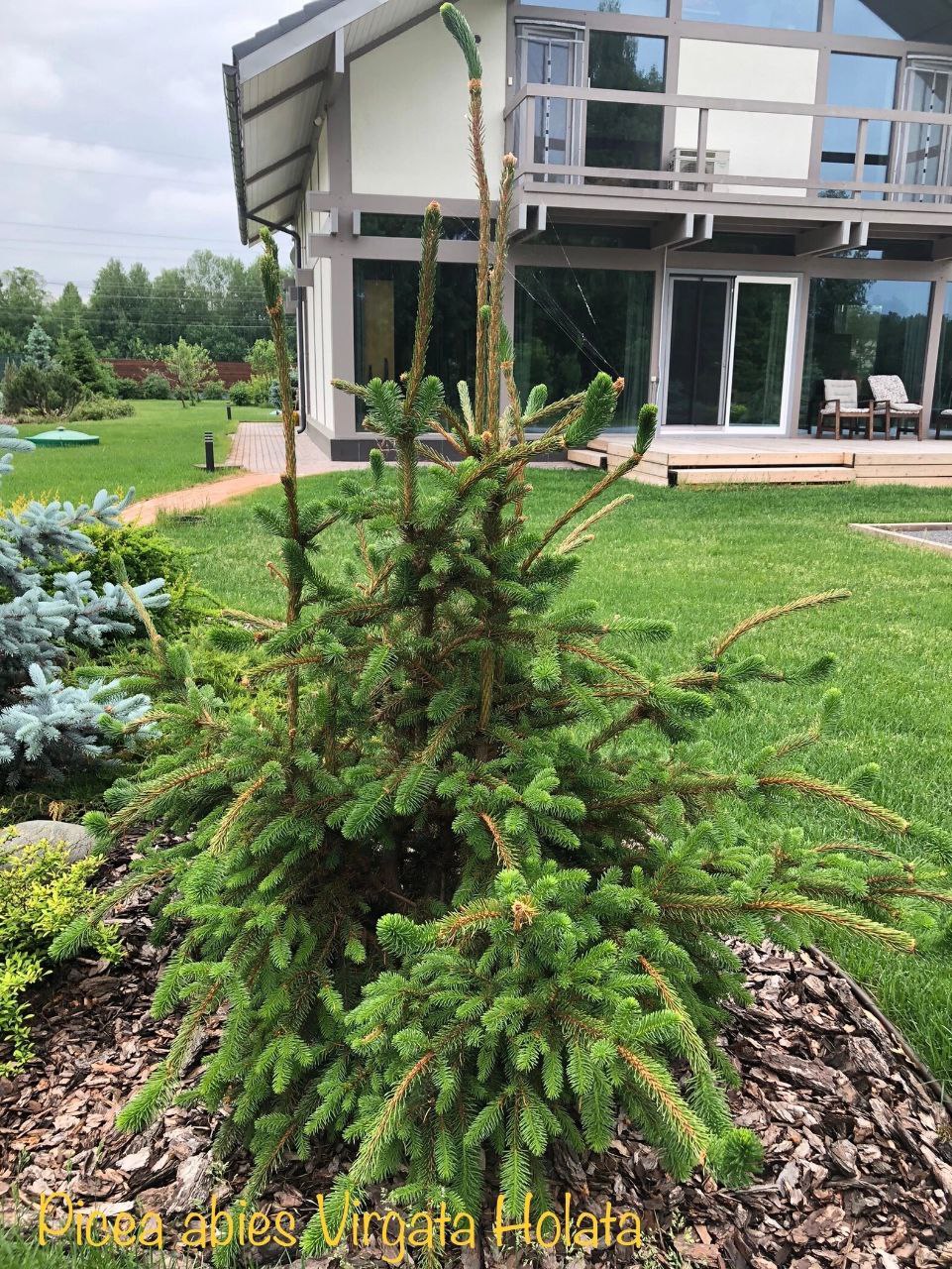 Picea abies 'Virgata Holata'