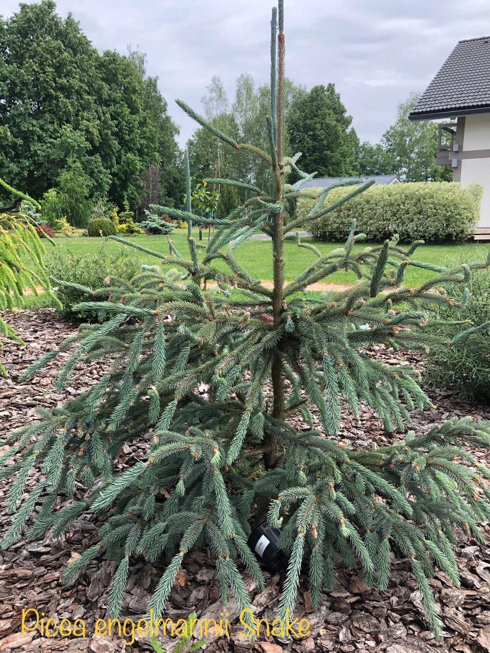 Picea engelmannii 'Snake'