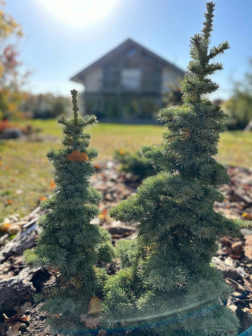 Abies lasiocarpa 'Prickly Pete'