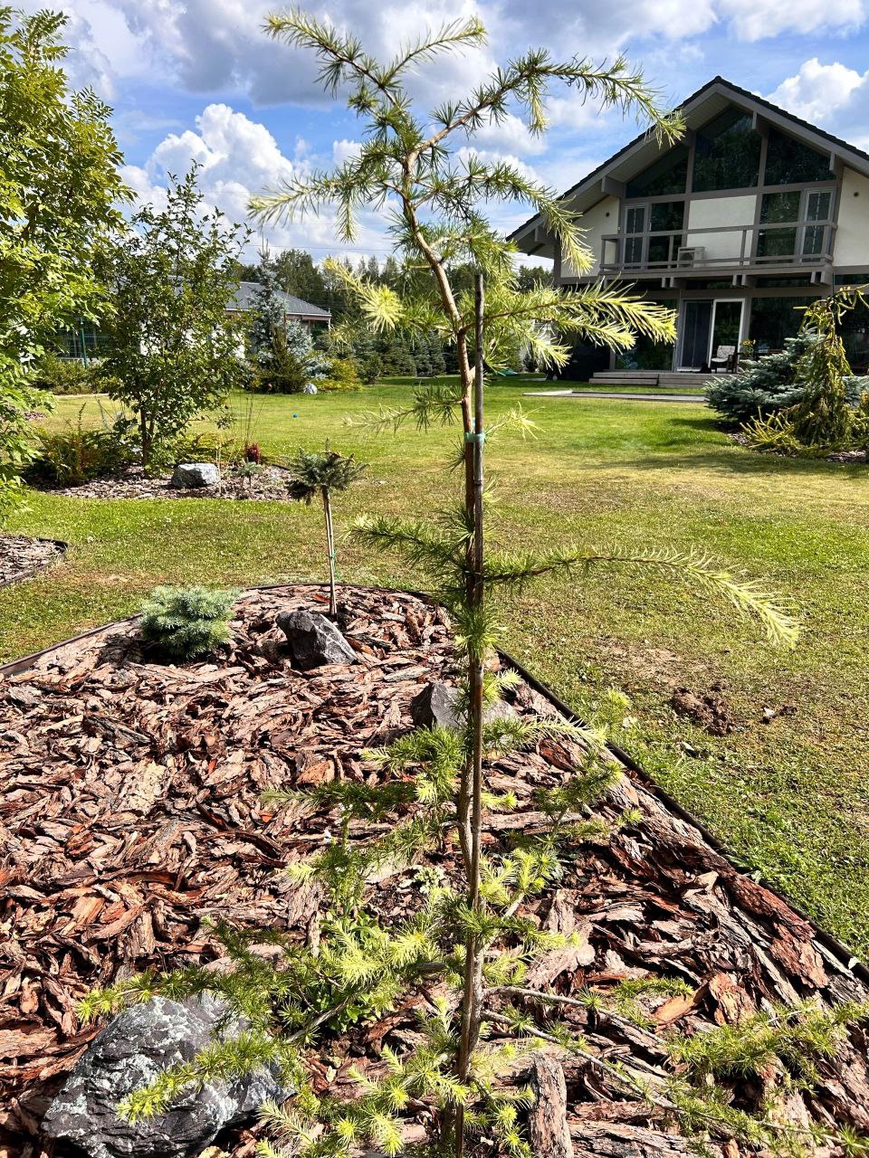 Larix kaempferi 'Summer Fog'