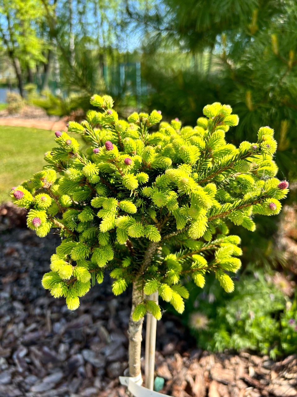 Picea abies 'Wild Strawberry'