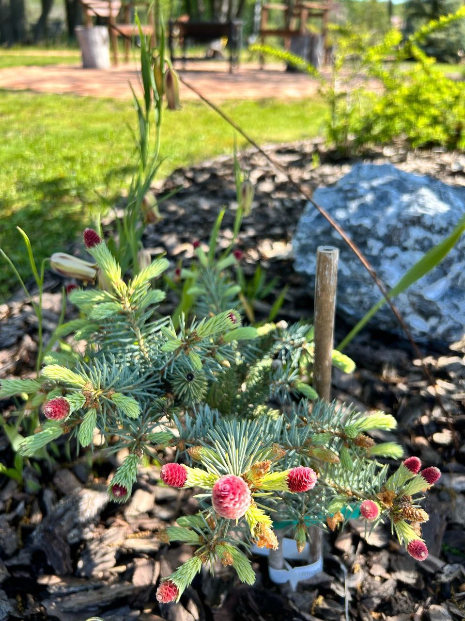 Picea pungens 'Ruby Teardrops'