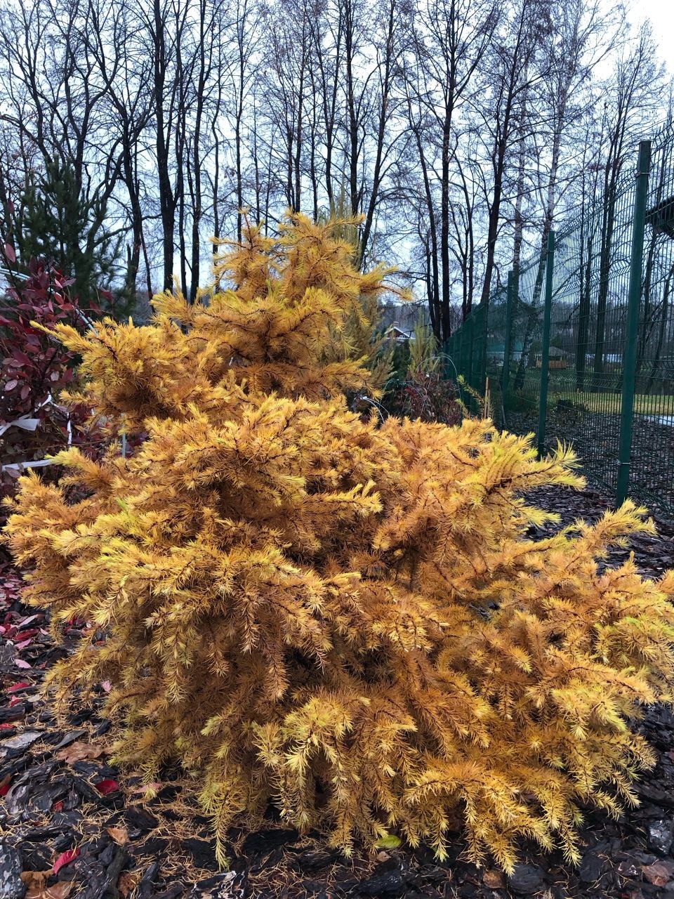 Larix kaempferi 'Little Bogle'