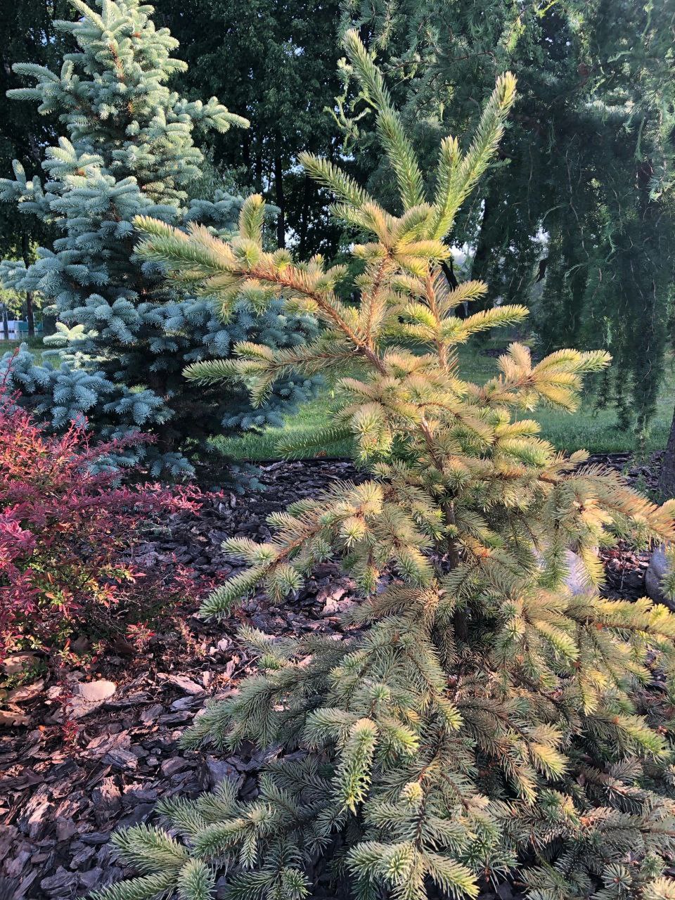 Picea pungens 'Straw'