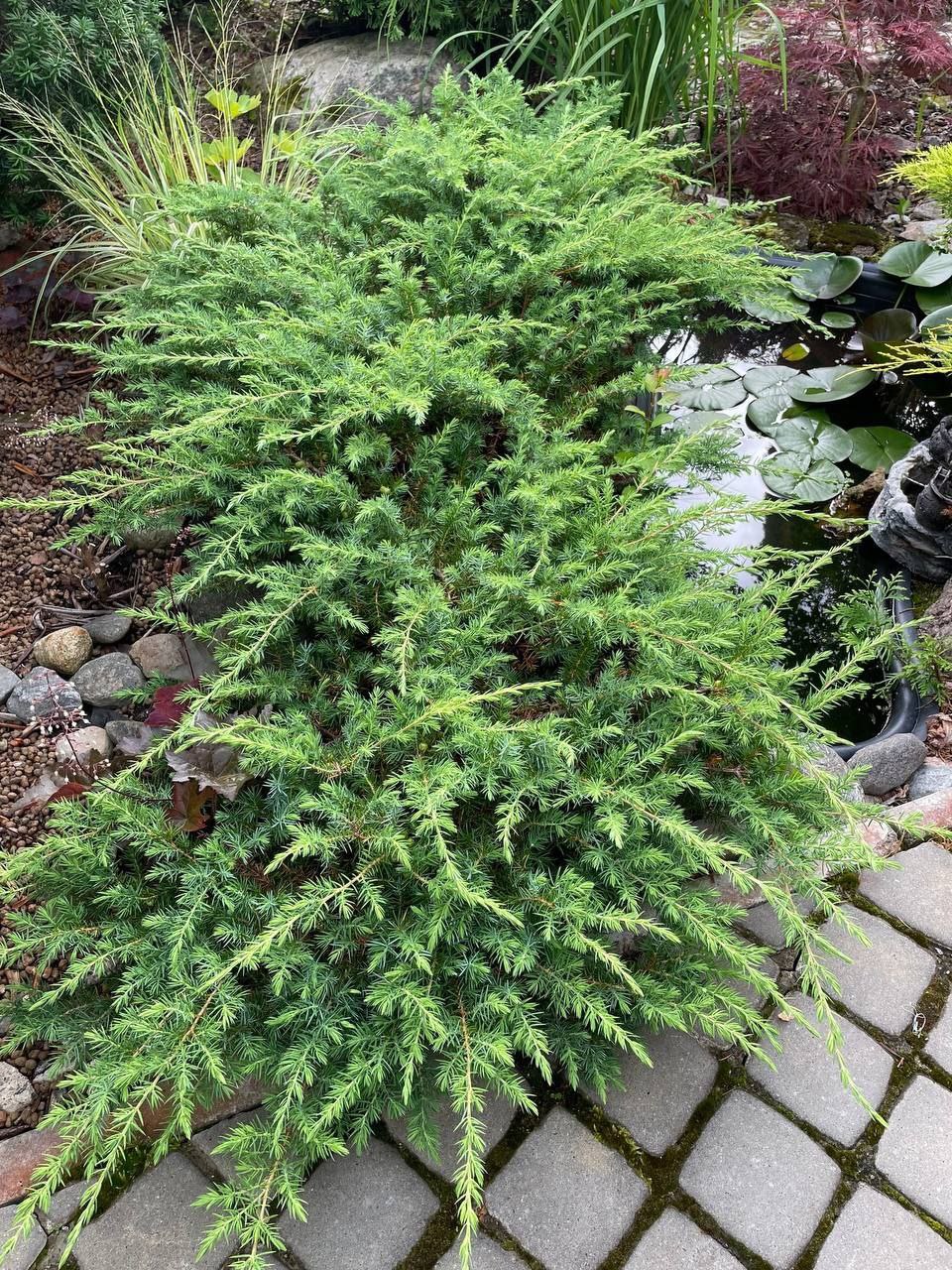 Juniperus conferta 'Schlager'