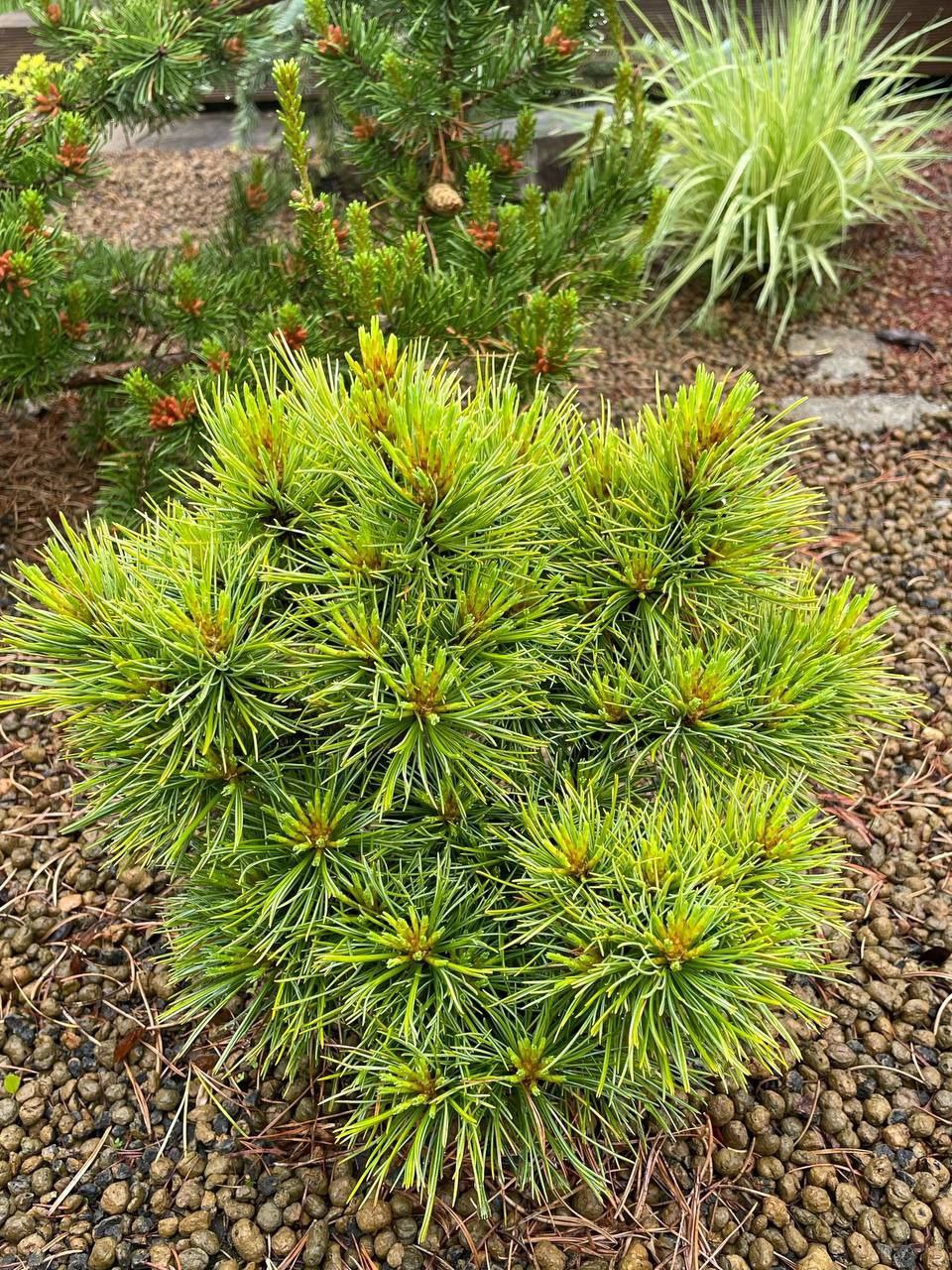 Pinus cembra 'Ortler'