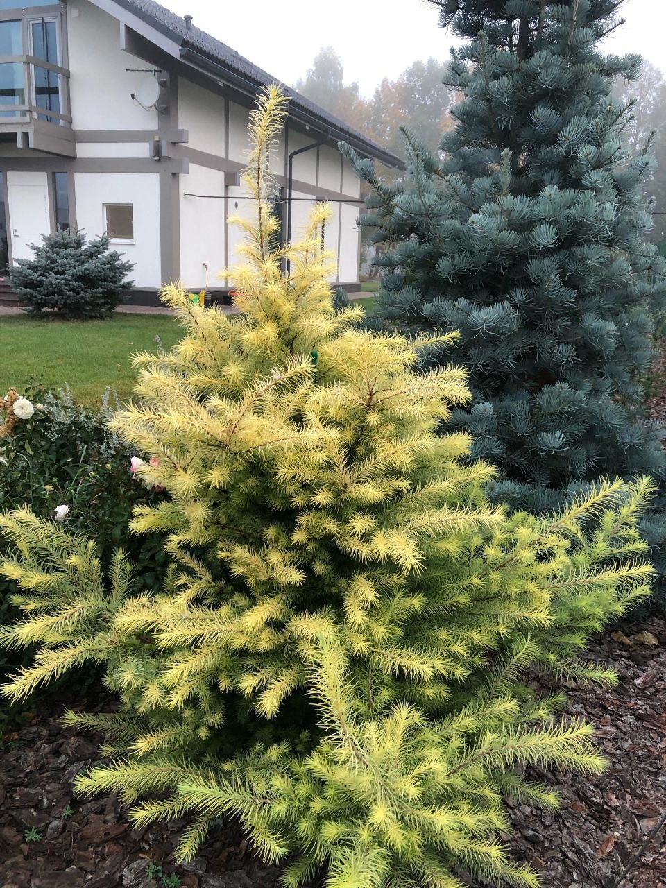 Larix kaempferi 'Magic Gold'