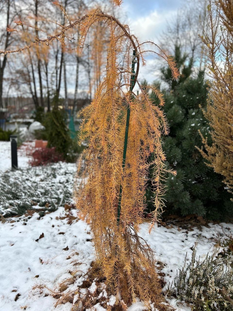 Larix kaempferi 'Boring Weeper'