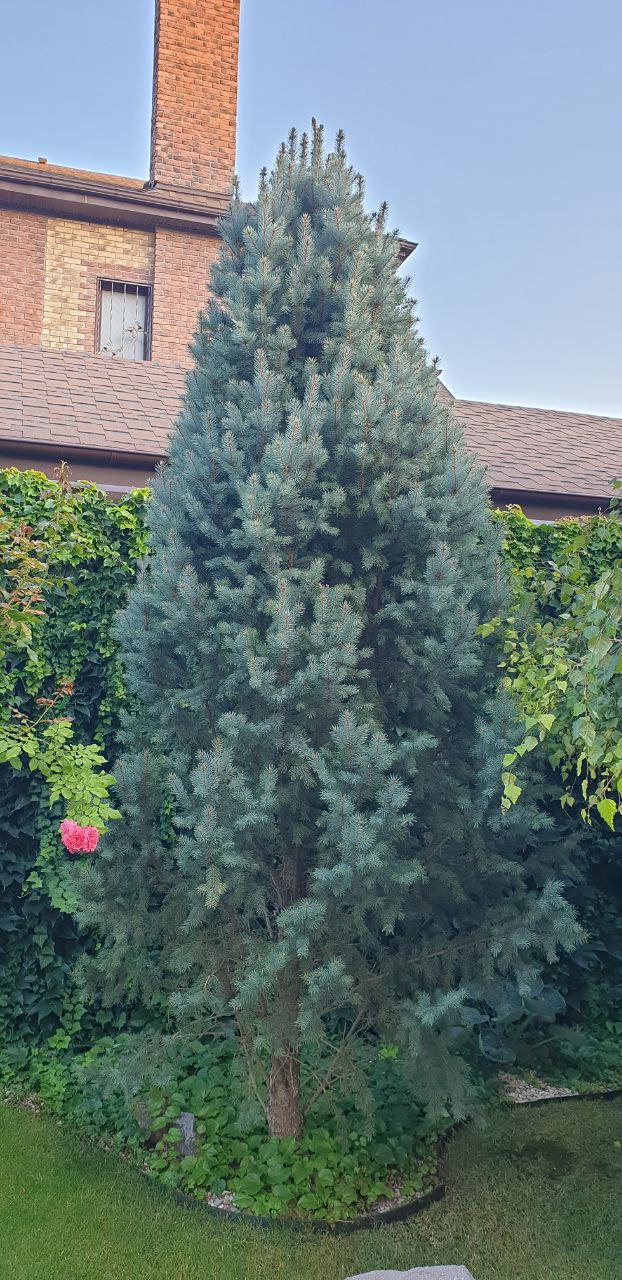 Picea pungens 'Iseli Fastigiate'