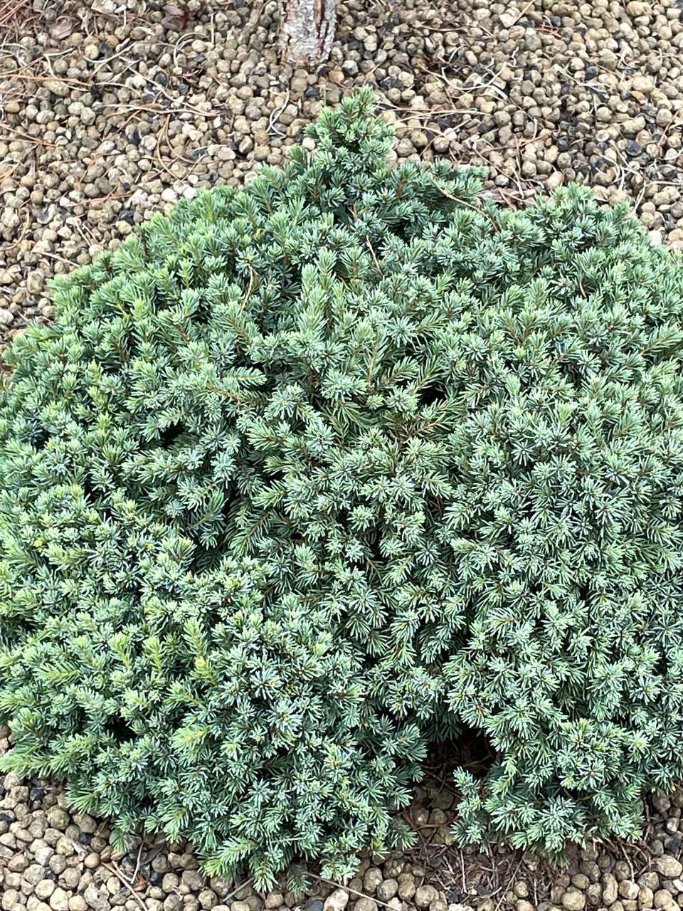 Picea glauca 'Blue Planet'
