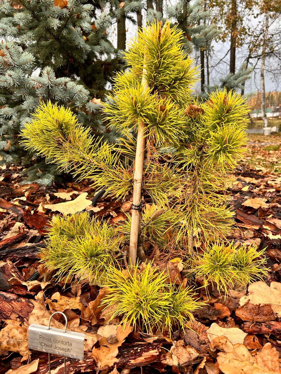 Pinus contorta 'Chief Joseph'