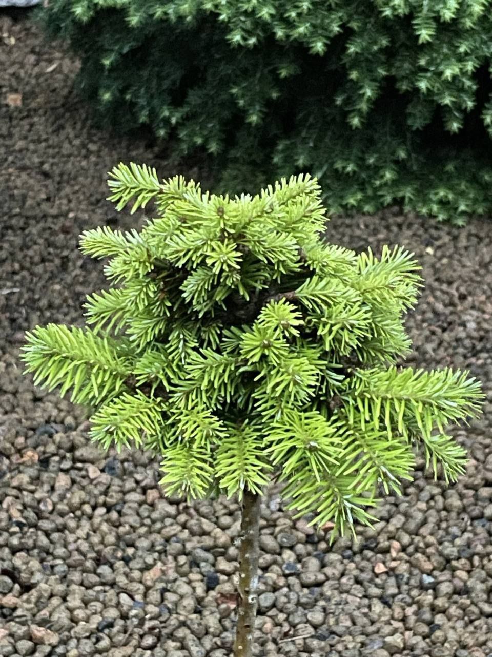Abies sibirica 'Jegor's Green Star'