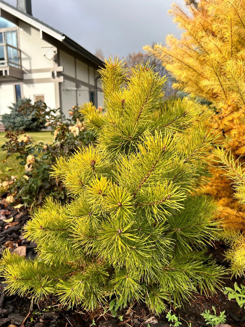 Pinus sylvestris 'Trollguld'