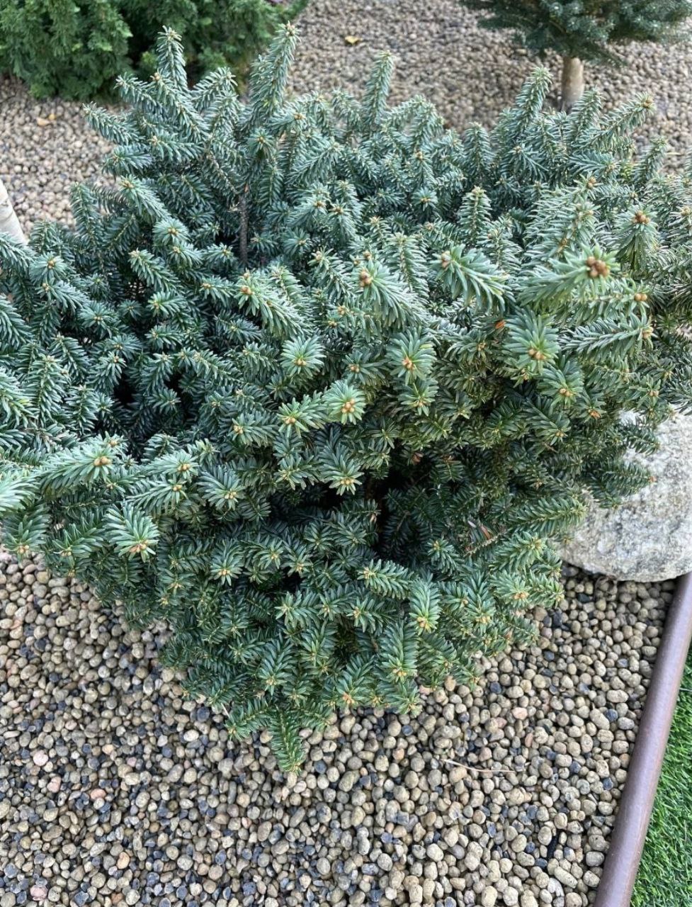 Abies balsamea 'Piccolo'