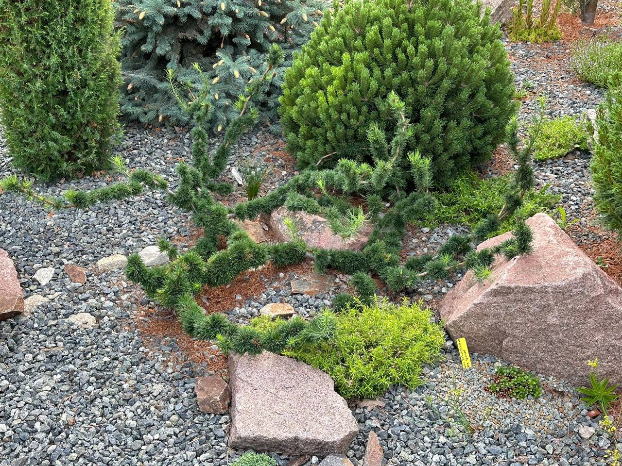 Larix decidua 'Krejci Mutation'