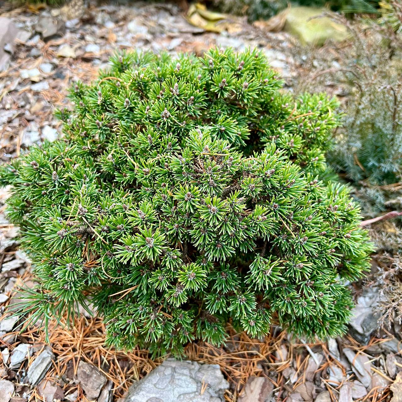 Pinus mugo ‘Suncrest Broom Sportr’