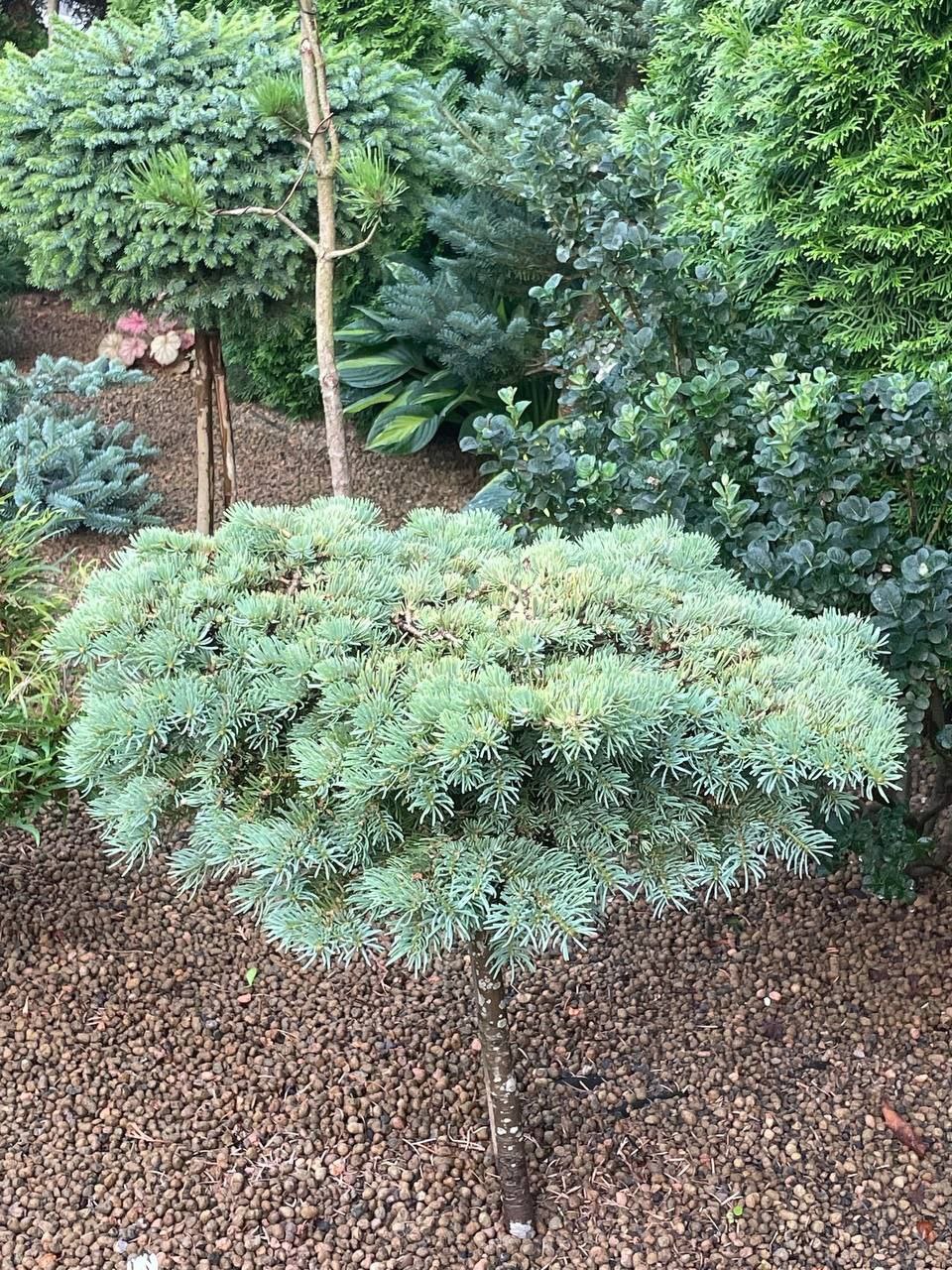 Abies concolor 'Kojakovice'