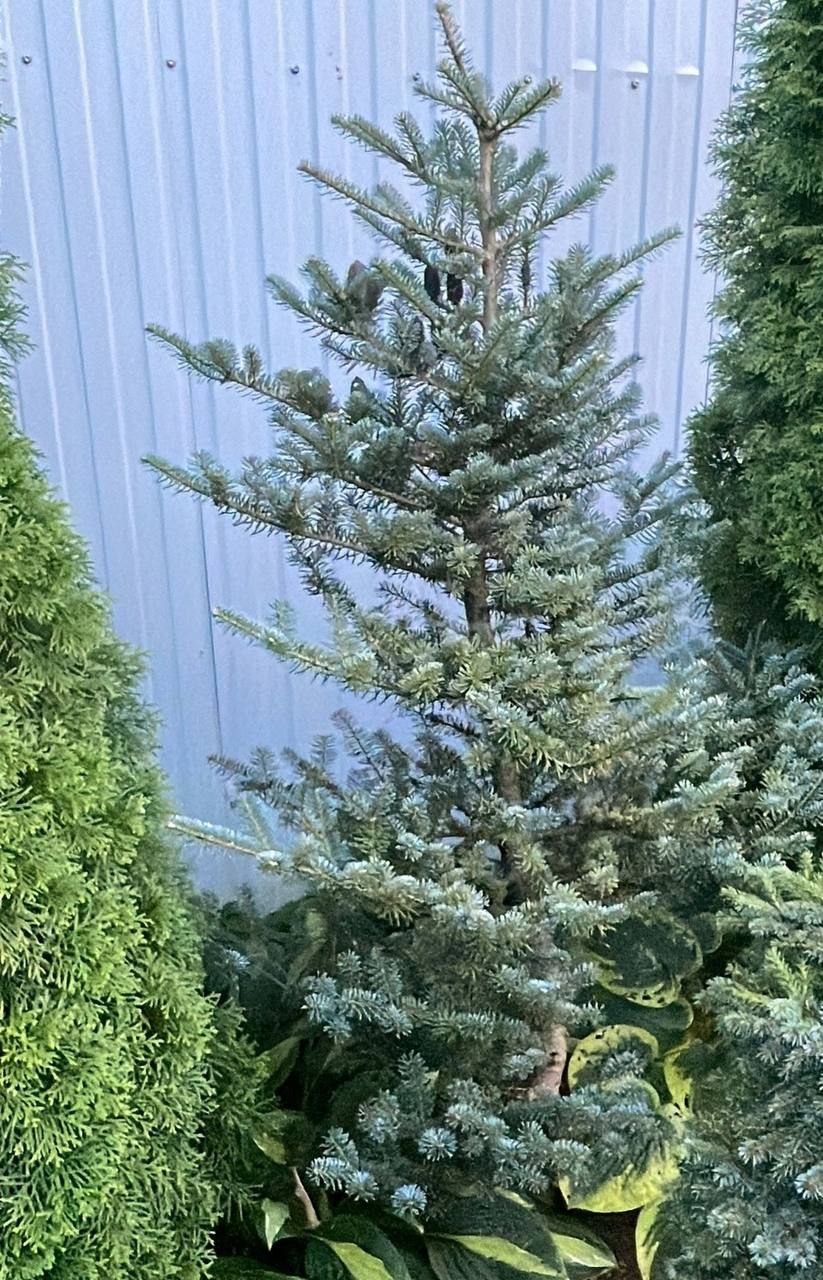 Abies koreana 'Blue Standard'