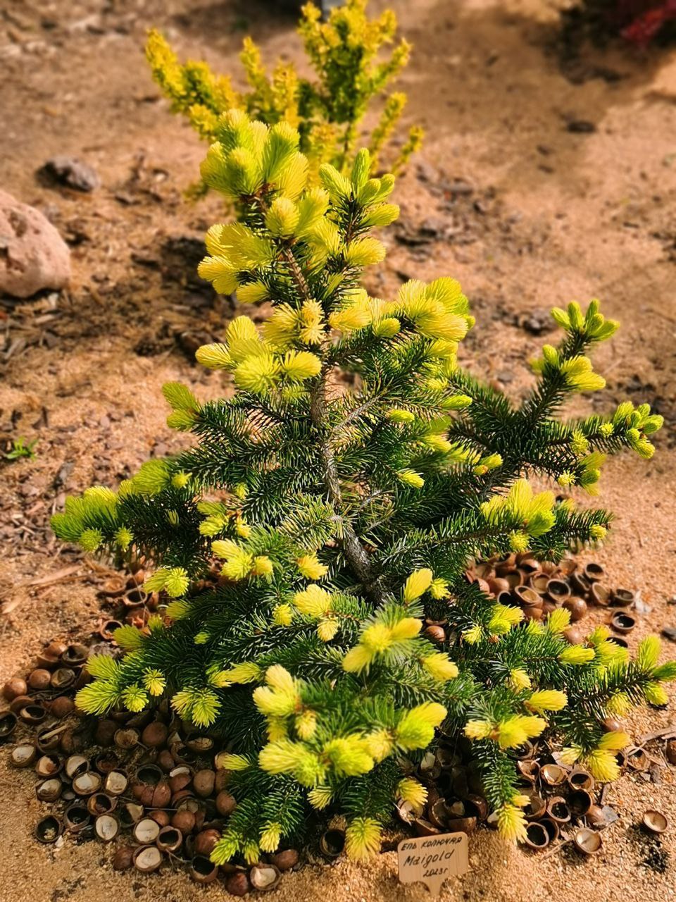 Picea pungens 'Maigold'
