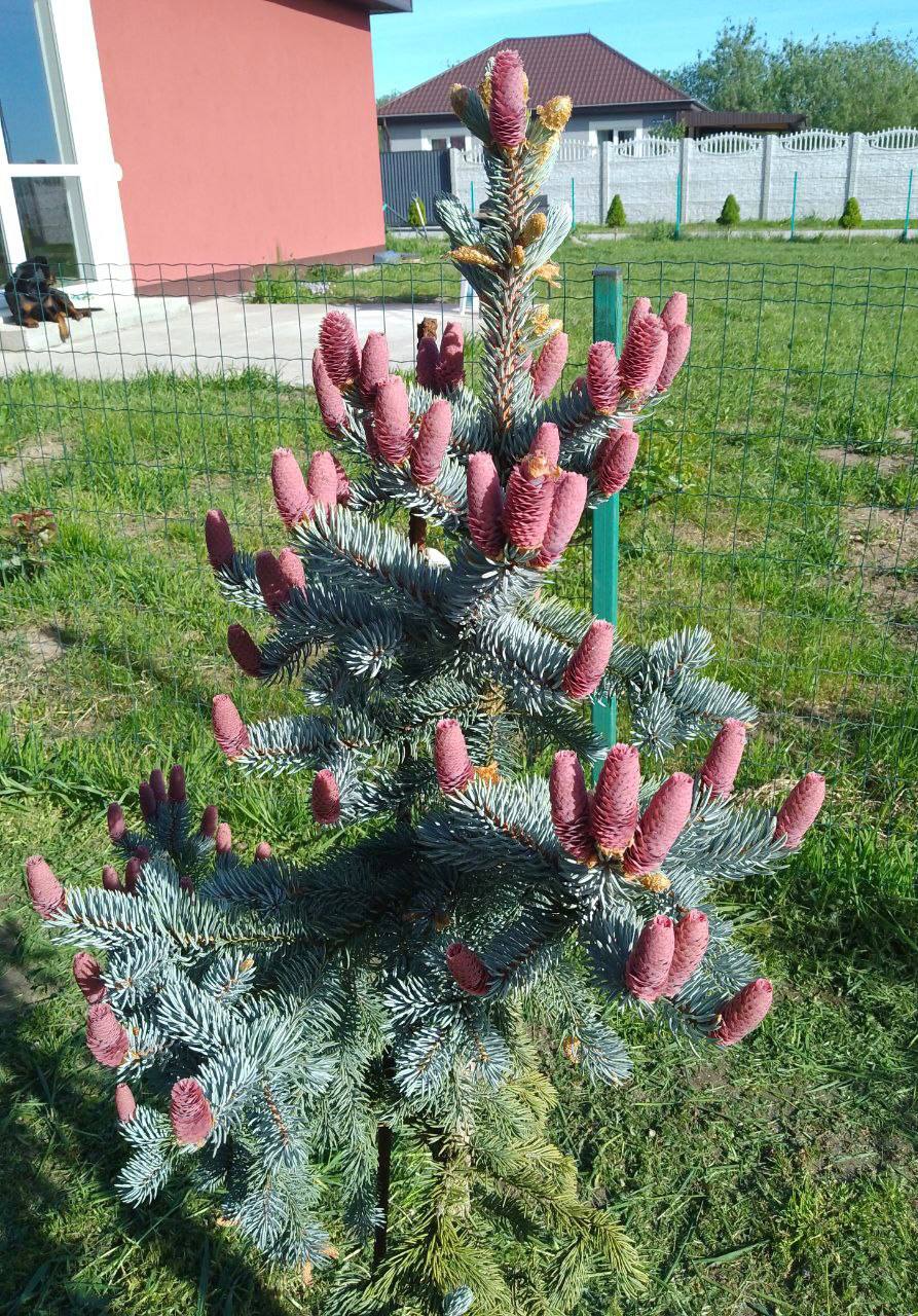 Picea pungens ‘Erich Frahm’