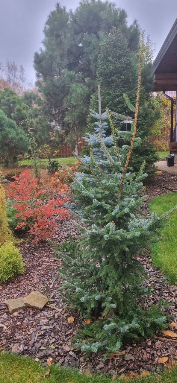 Picea omorika 'Roter Austrieb'