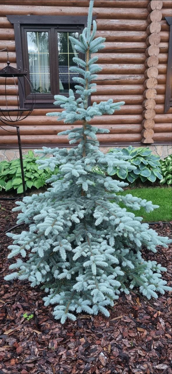 Picea pungens 'Super Blue'