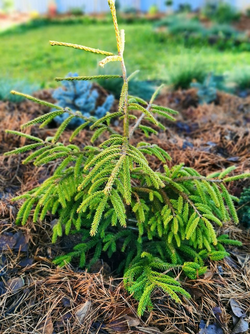 Picea orientalis  ‘Spring Frost ‘