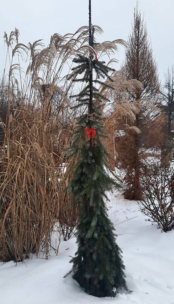 Picea omorika ‘Pendula Snezna’