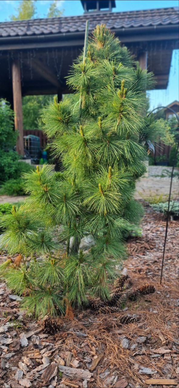 Pinus schwerinii 'Wiethorst'