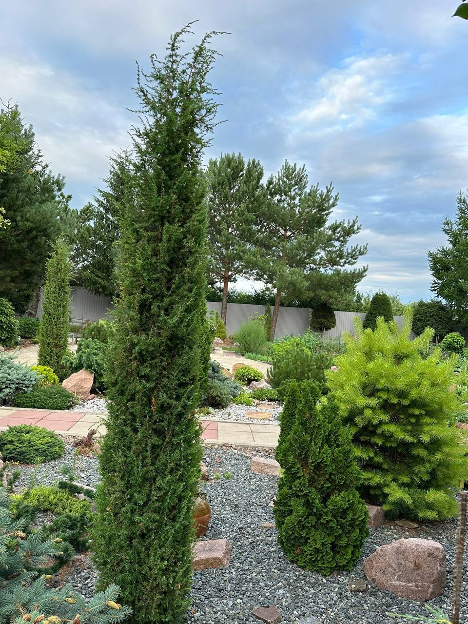 Juniperus communis Dr.U