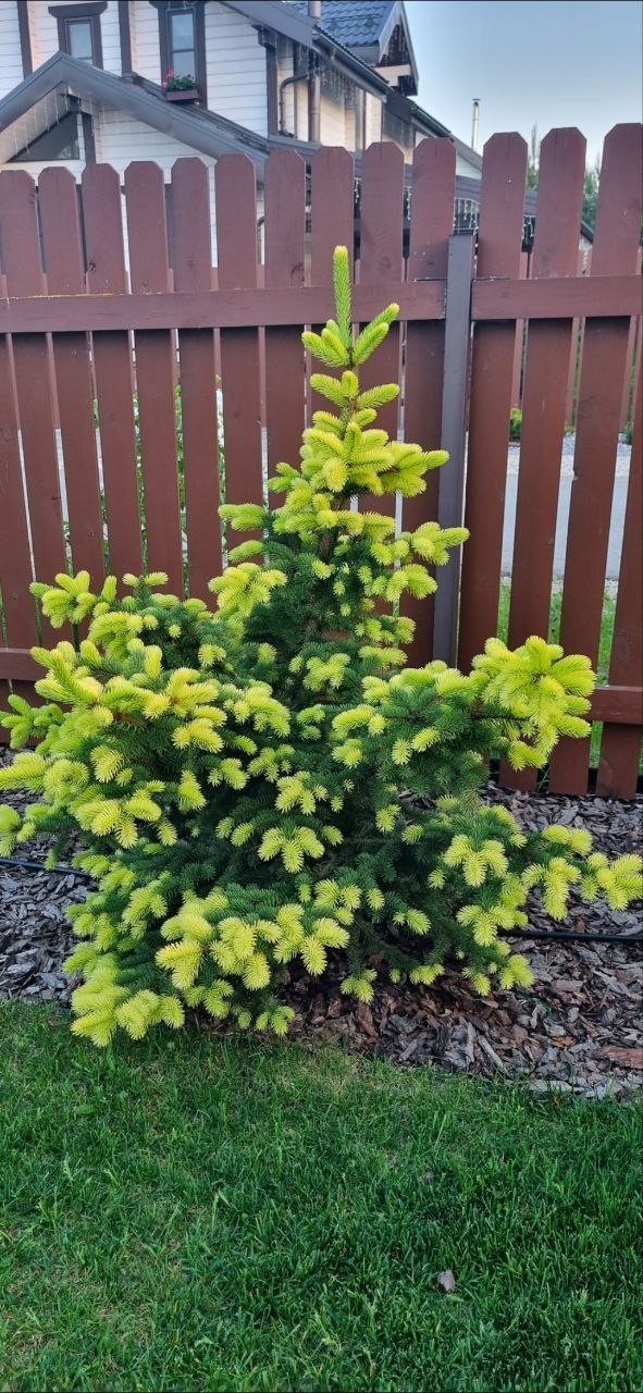 Picea pungens 'Maigold'