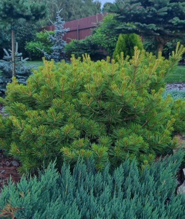 Pinus strobus 'Minima'