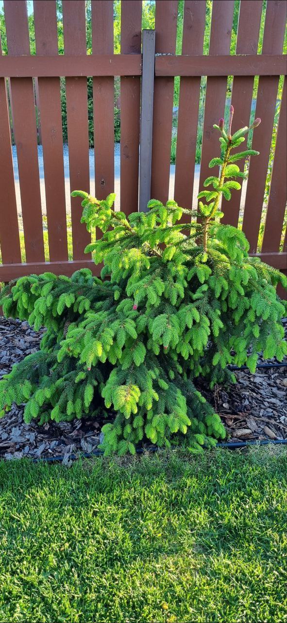Picea abies 'Acrocona'