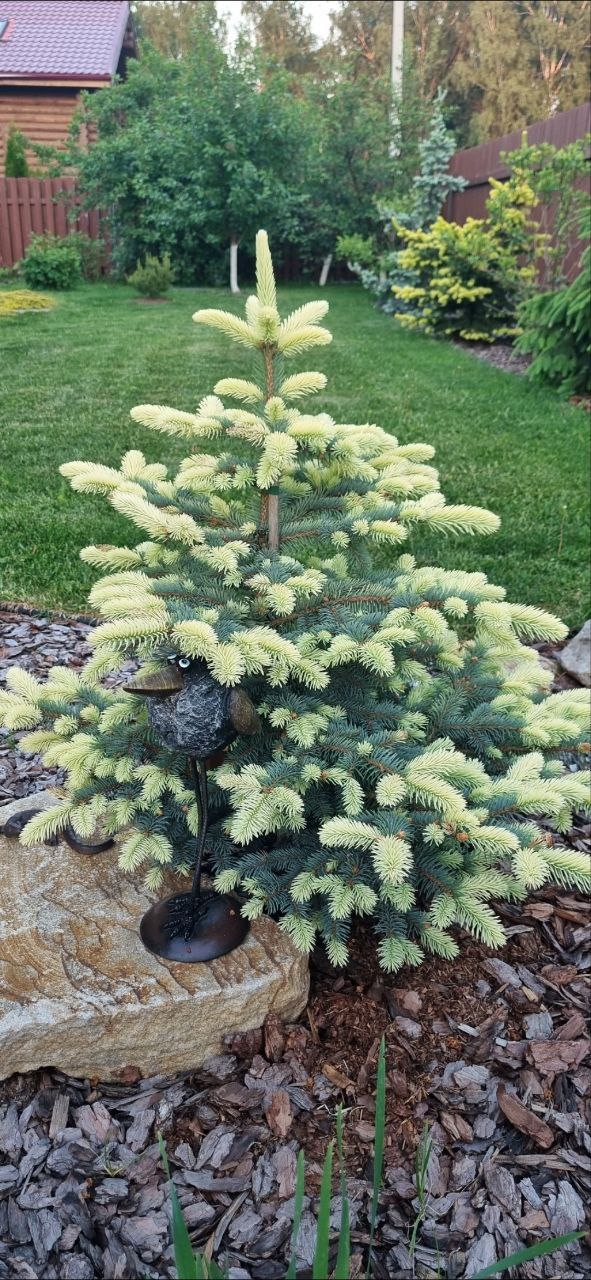 Picea pungens 'Bialobok'